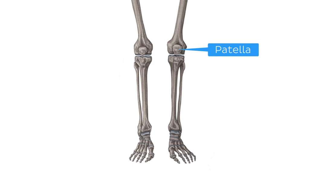 Muscles of the lower leg and knee.