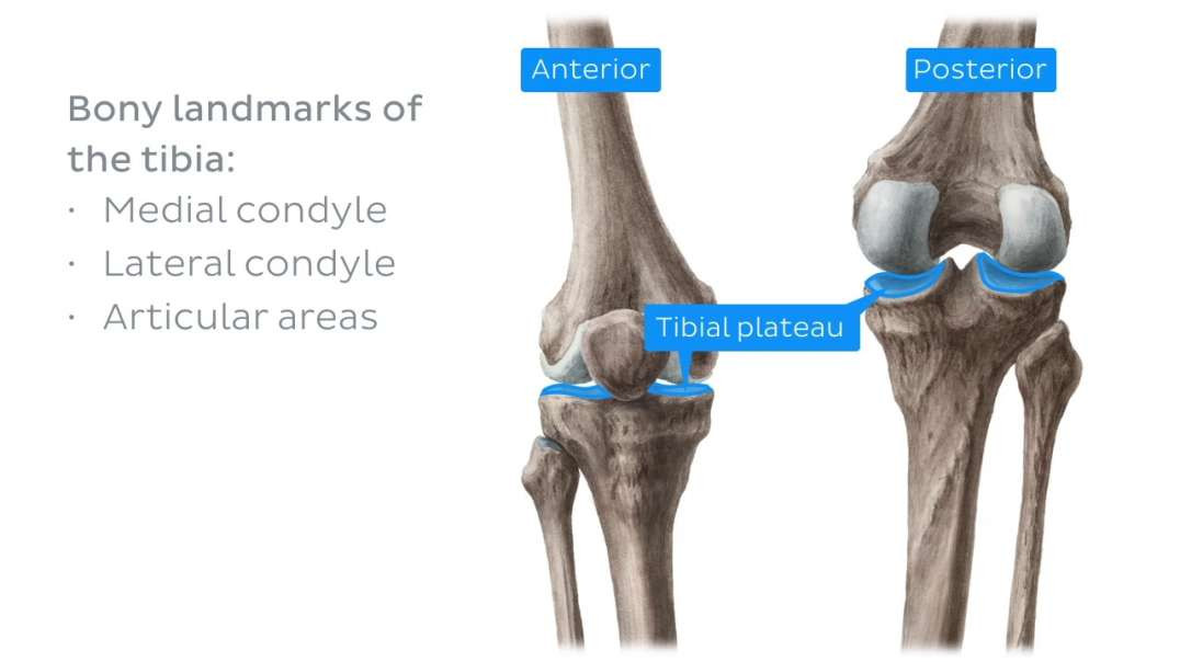 Knee joint
