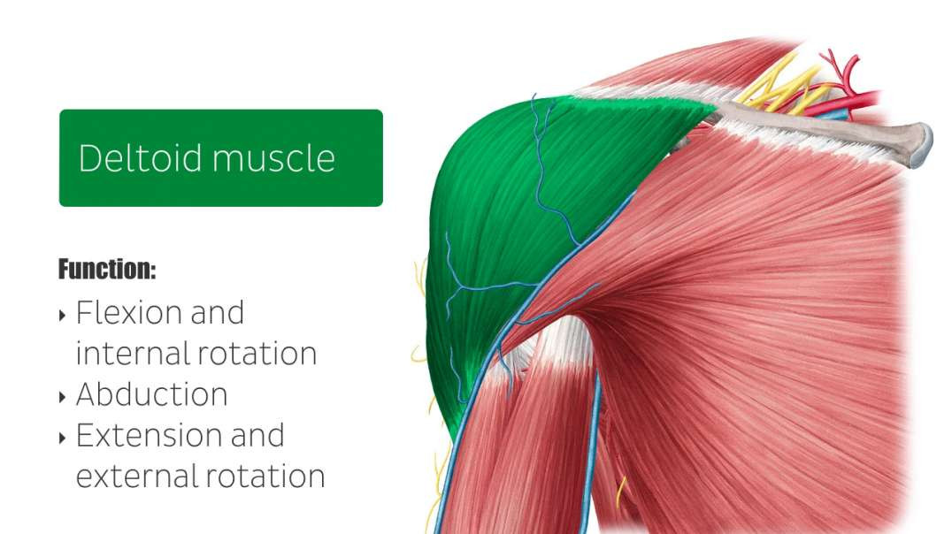 Main muscles of the upper extremity