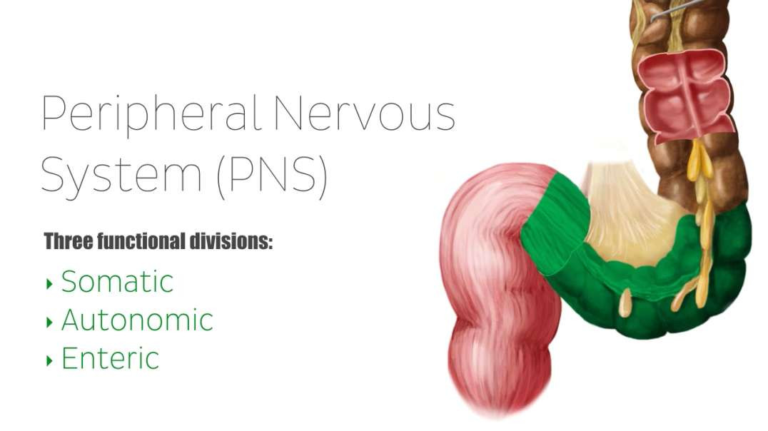 Peripheral nervous system