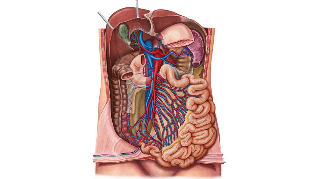 Arteries of the small intestine