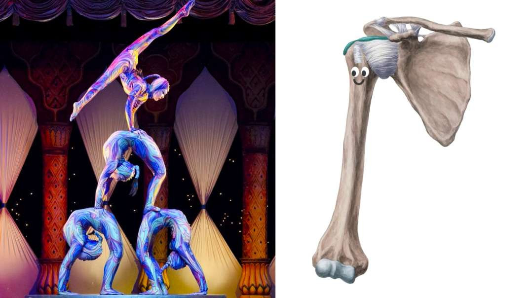 Muscles of the Shoulder