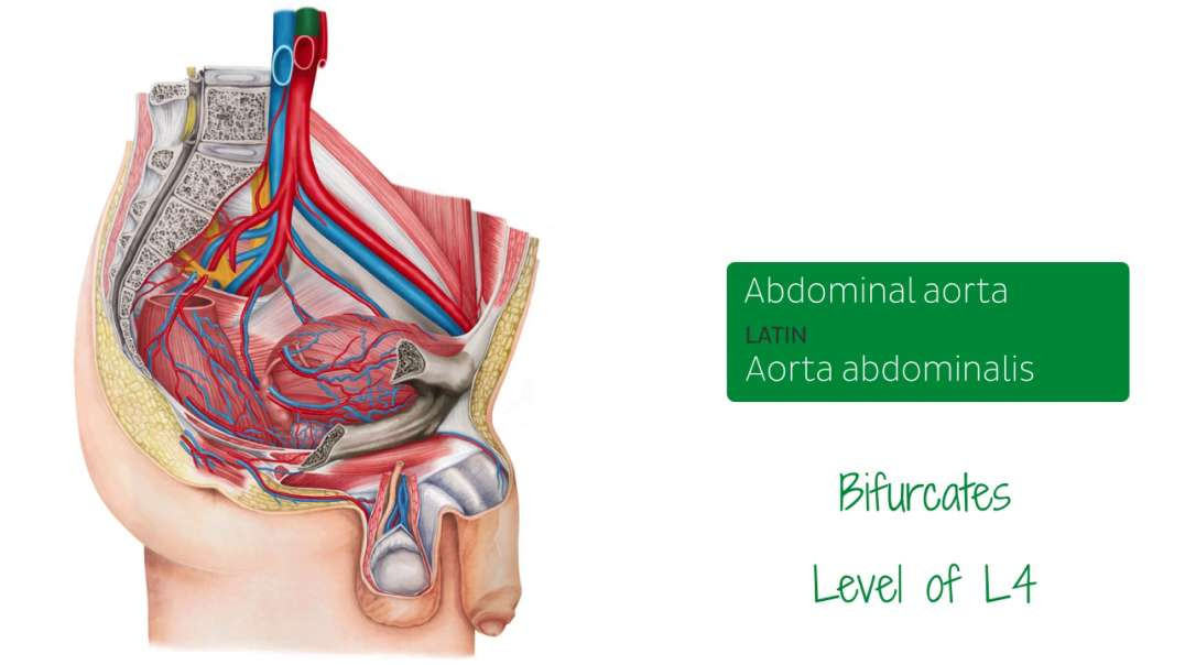 Blood vessels of male pelvis