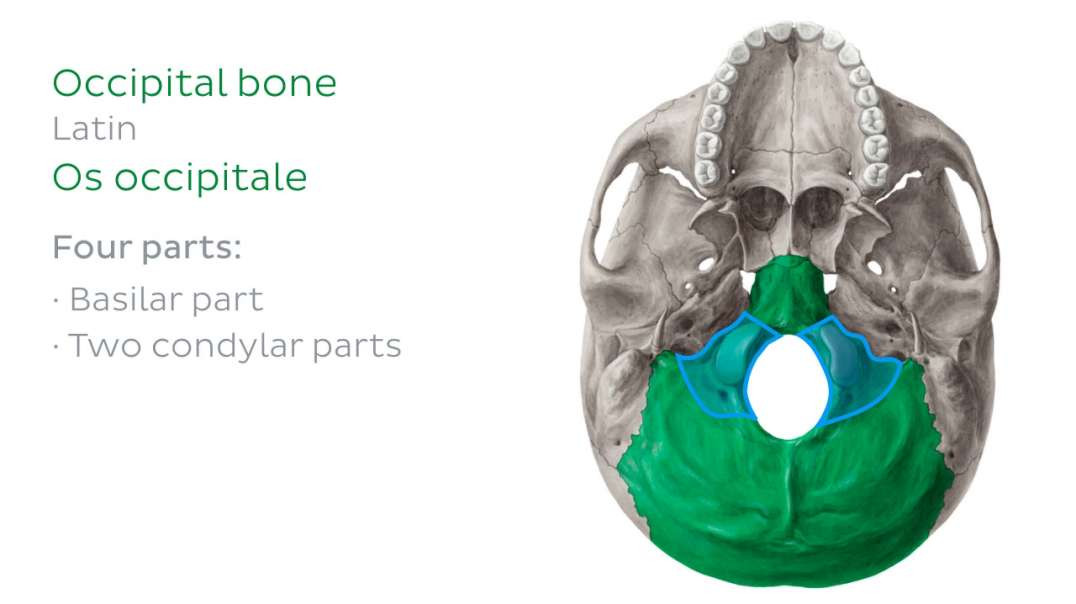 ones of the head and neck