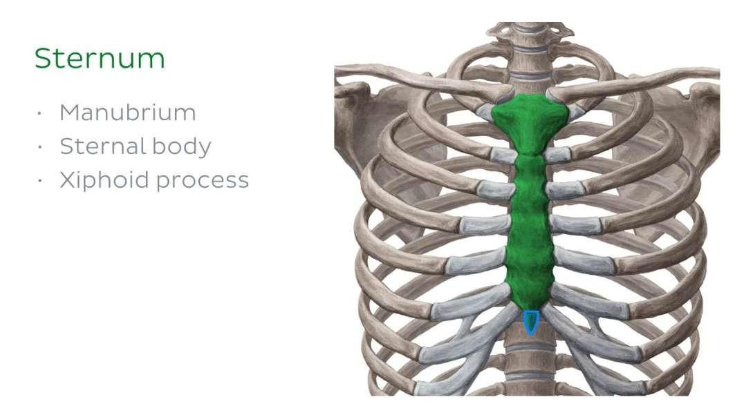 Sternum