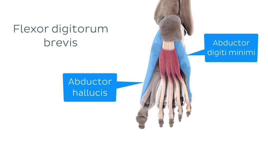 Functions of the central plantar muscles of the foot