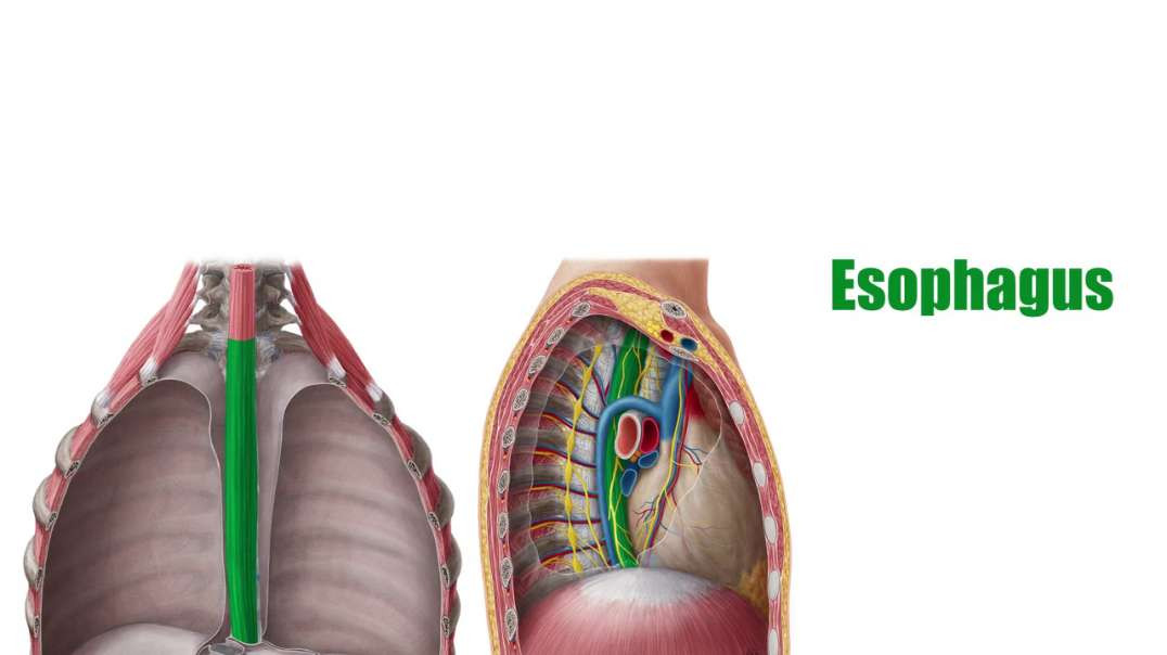 Esophagus