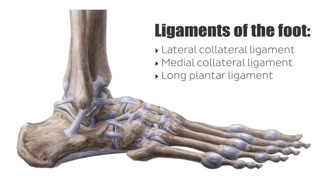 Bones of the foot Kenhub-Bones and ligaments of the foot from