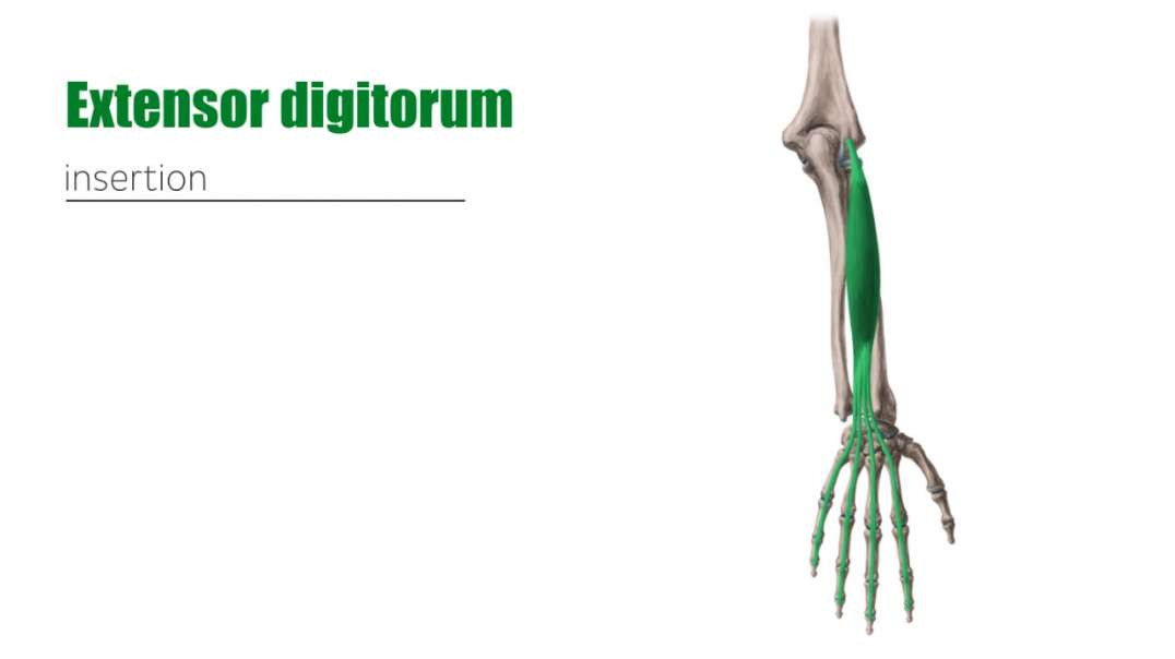 Posterior compartment of forearm muscles