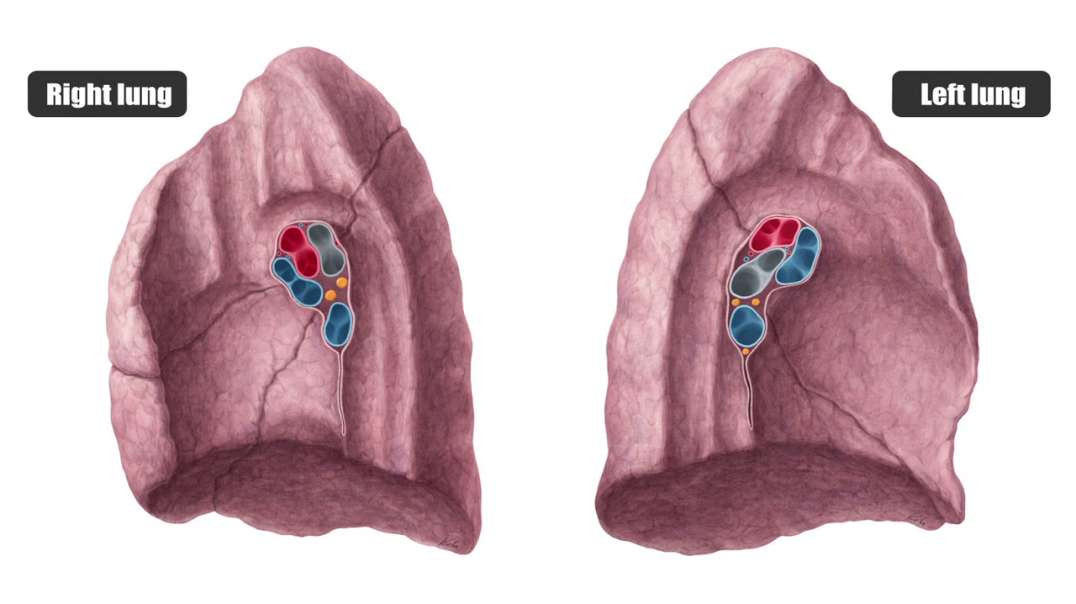 Medial view of the Lungs