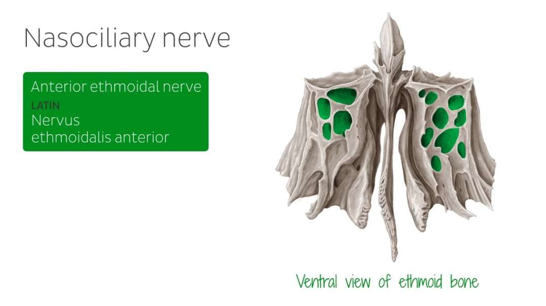 Ophthalmic nerve