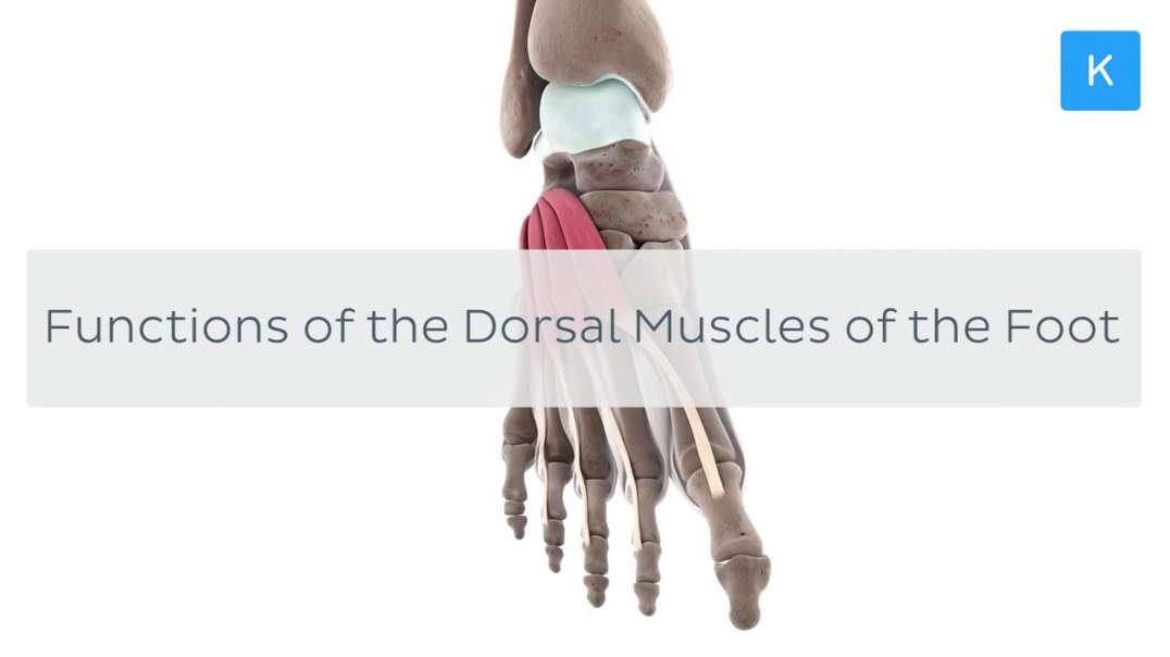 Functions of the dorsal muscles of the foot