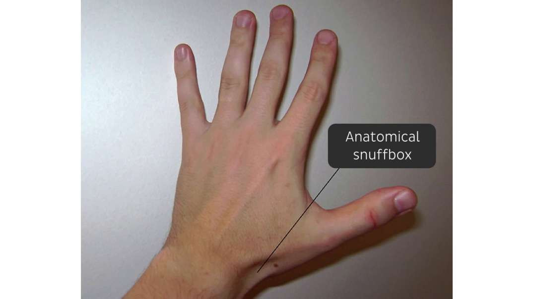 Extensor pollicis brevis muscle