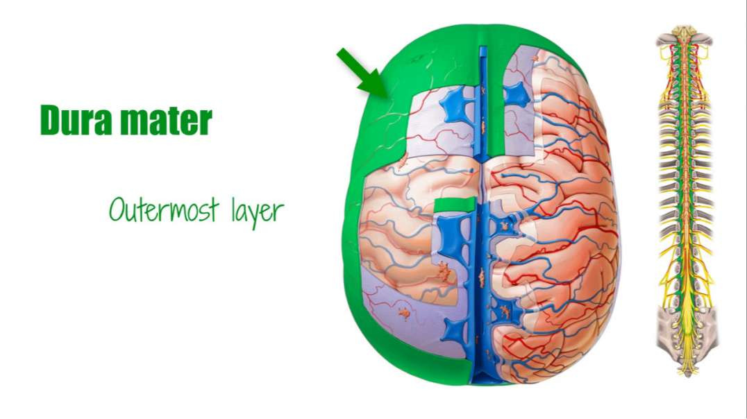 Dura mater Kenhub-Dura mater from