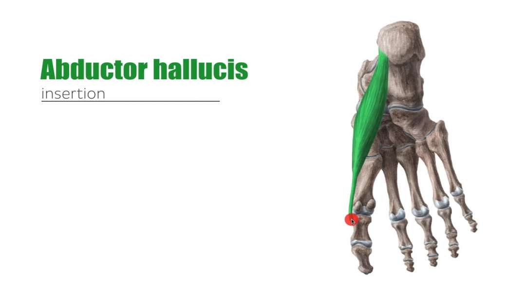 Medial muscles of the sole of the foot