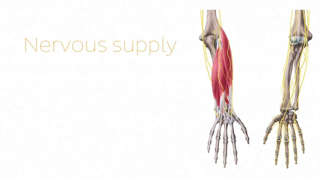 Neurovasculature of elbow and forearm