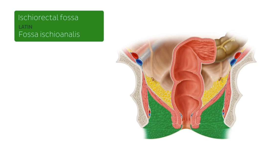 Ischiorectal fossa