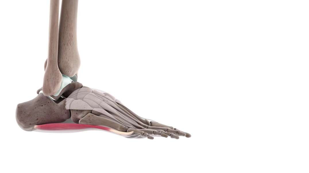 Functions of the lateral plantar muscles of the foot