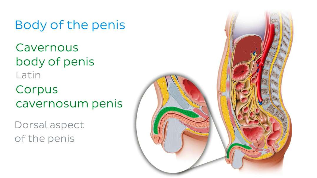 Structure of the penis