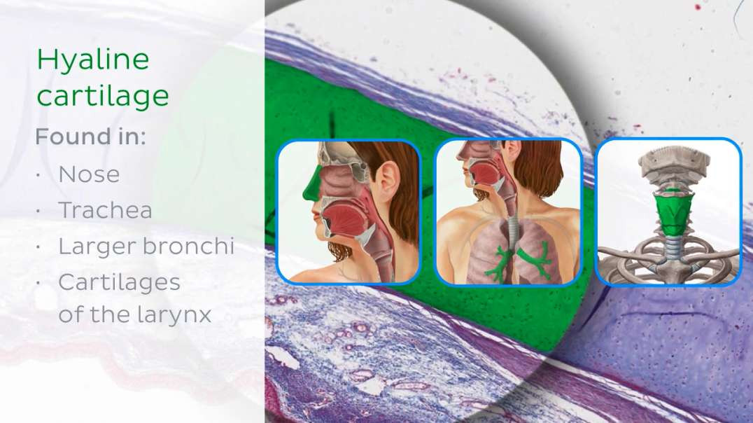 Hyaline cartilage