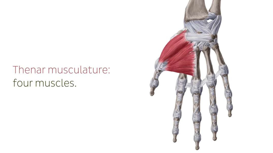 Flexor pollicis brevis muscle