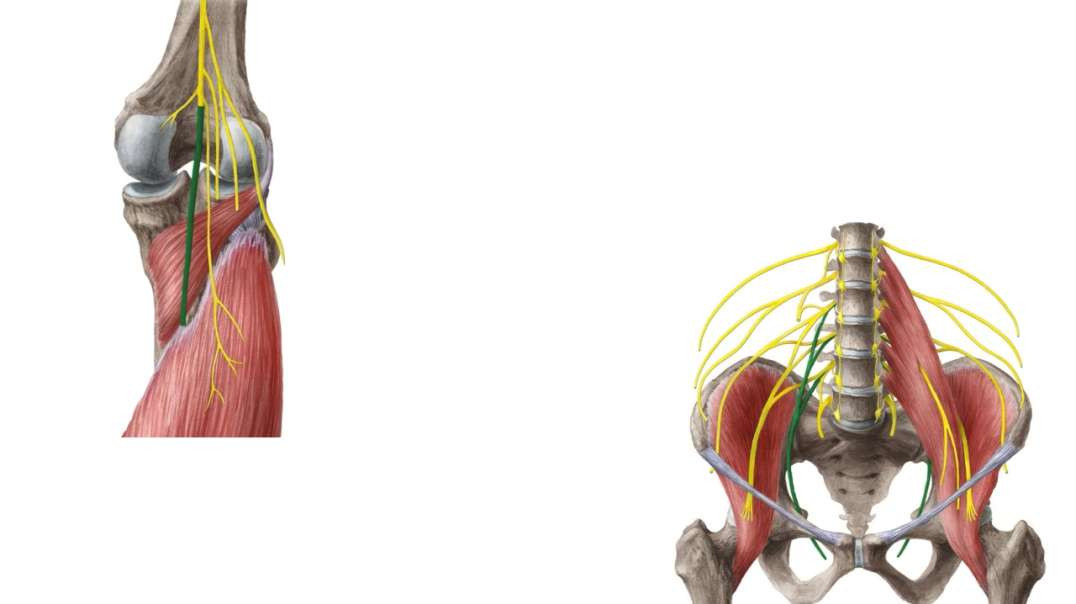Functions of the adductor magnus muscle