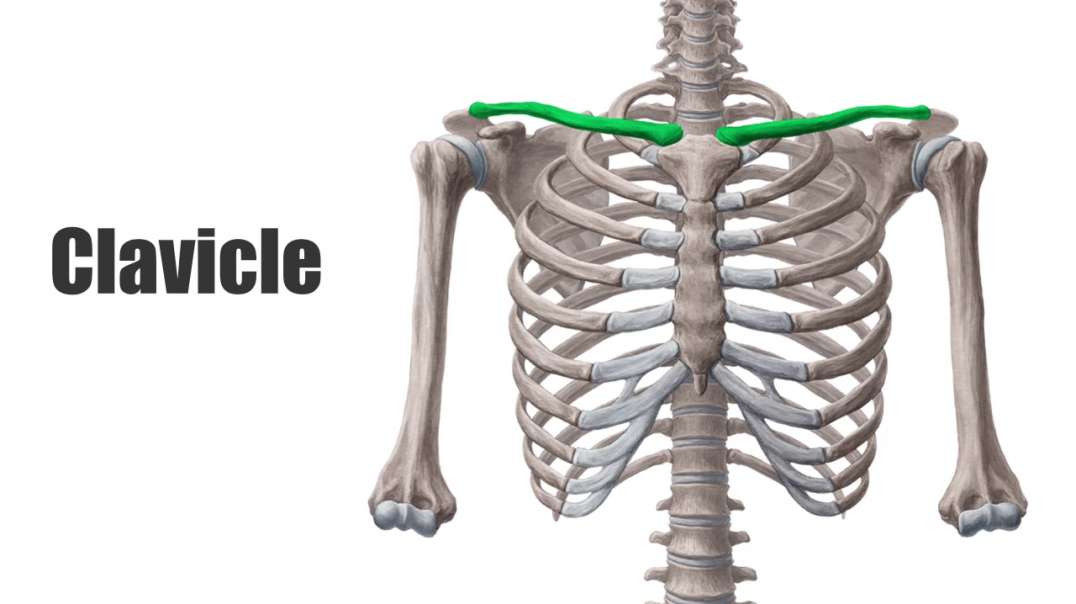 Introduction to the clavicle