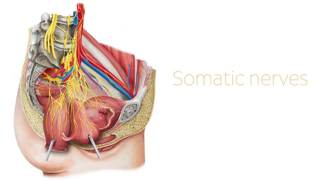 Nerves of the female pelvis