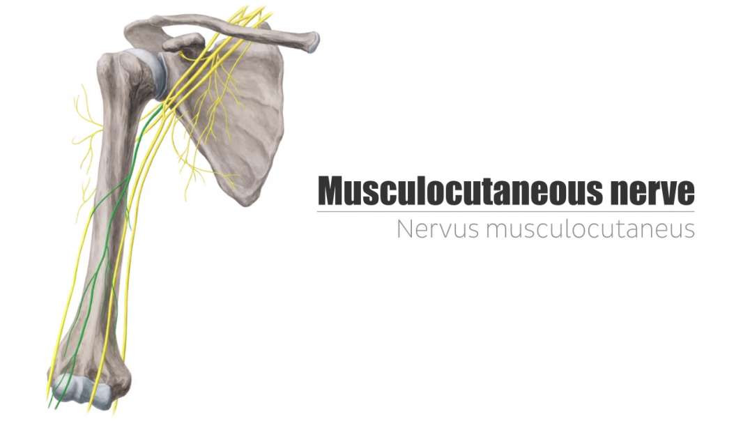 Musculocutaneous nerve