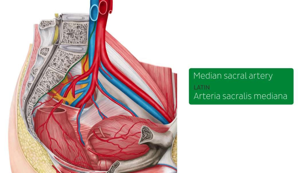 Blood vessels of the male pelvis