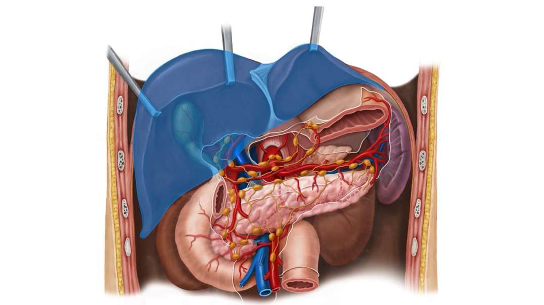 Lymphatics of pancreas  duodenum and spleen