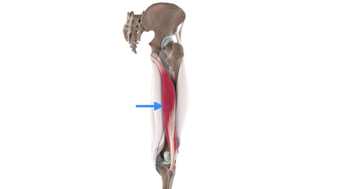 Functions of the biceps femoris muscle