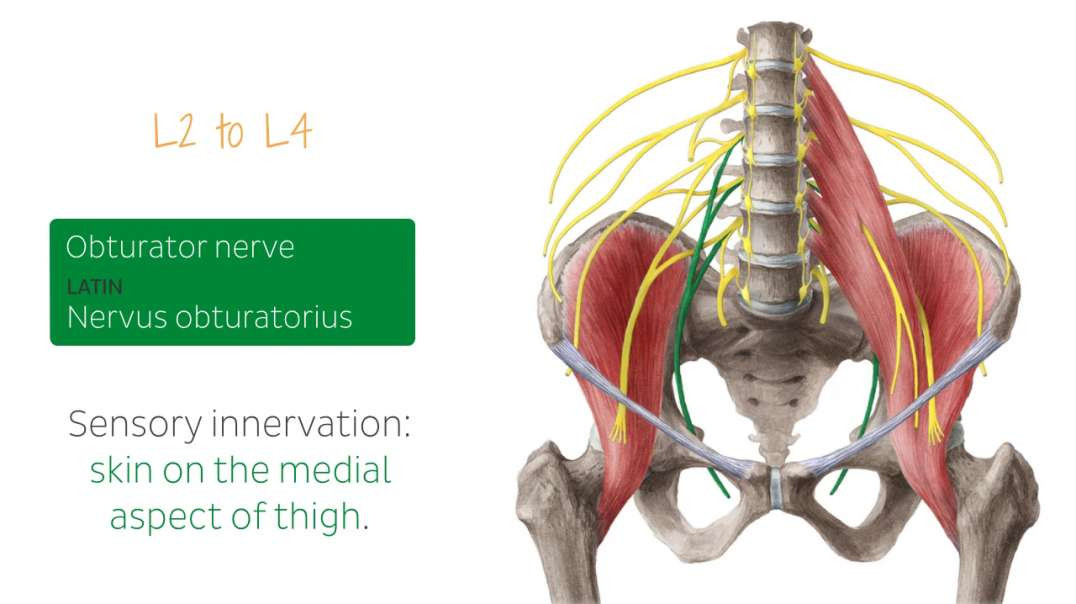 Nerves of male pelvis