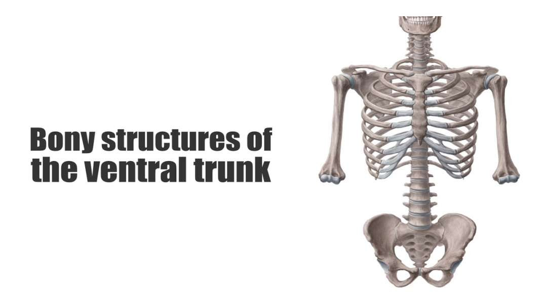 Bones of the ventral trunk