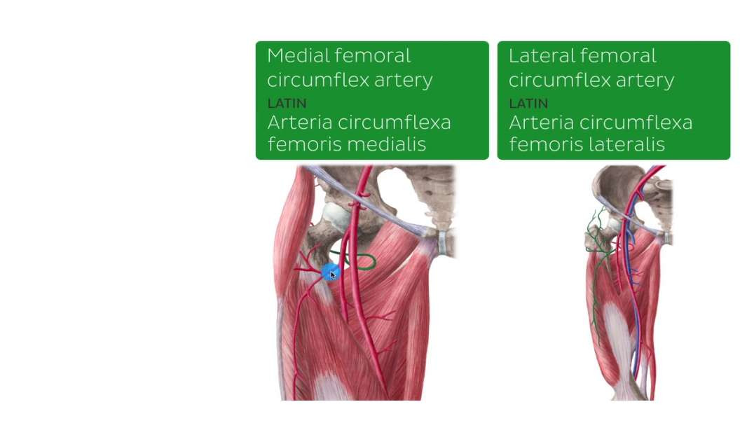 Neurovasculature of the hip and thigh