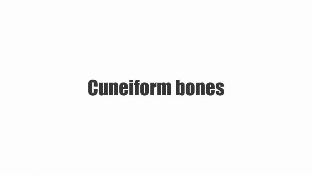 Cuneiform bones