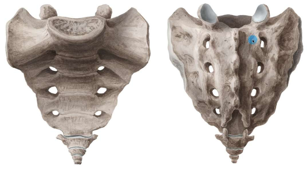 Sacrum and coccyx