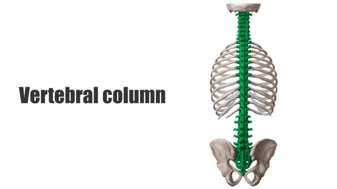 Vertebral column