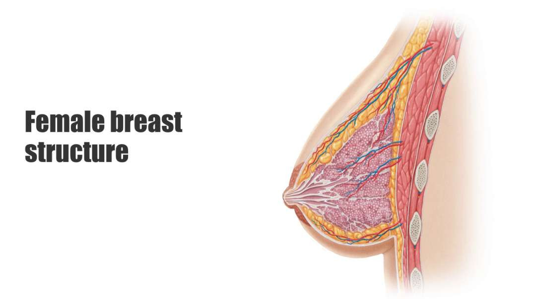 Female breast structure