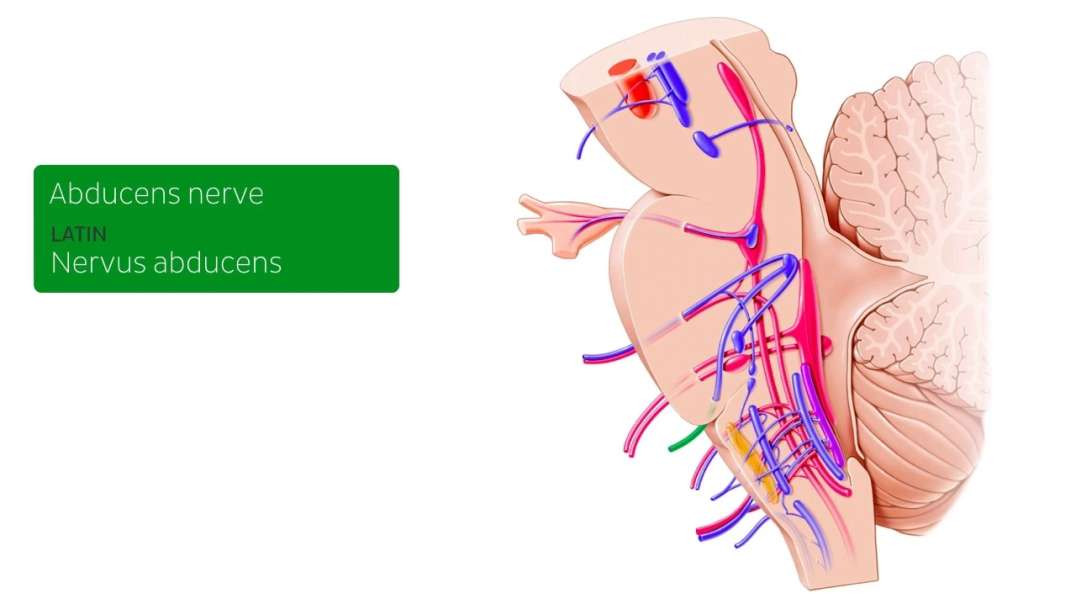Oculomotor  trochlear and abducens nerves