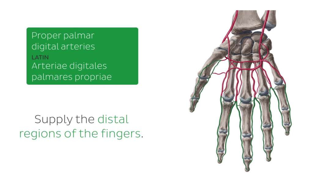 Neurovasculature of the hand