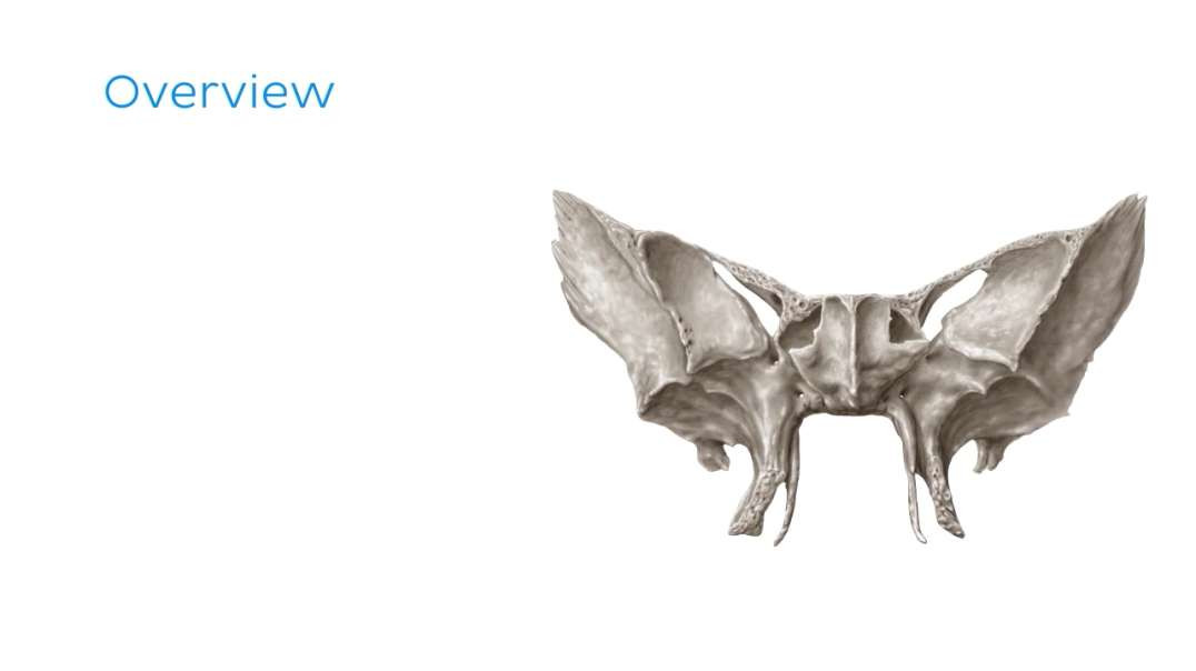 Sphenoid bone