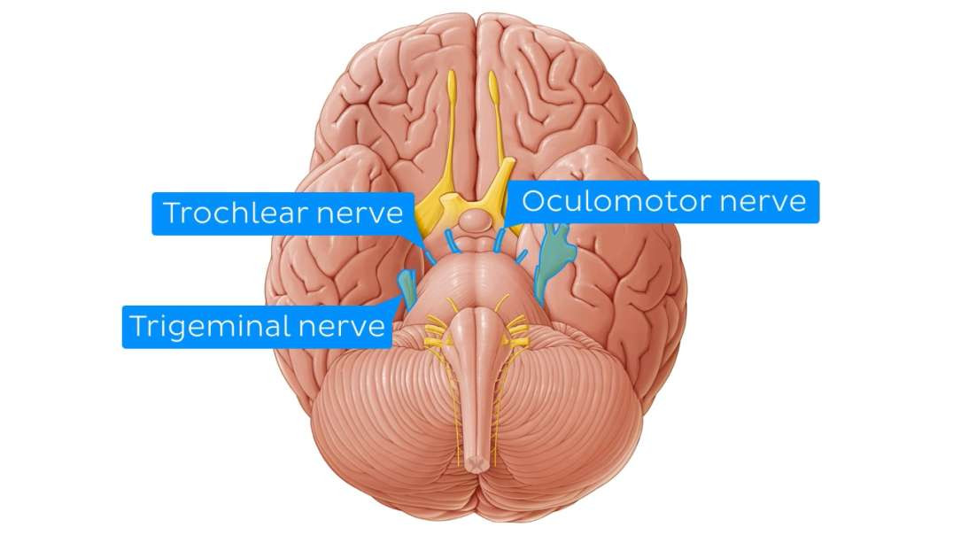 Cranial nerves mnemonic