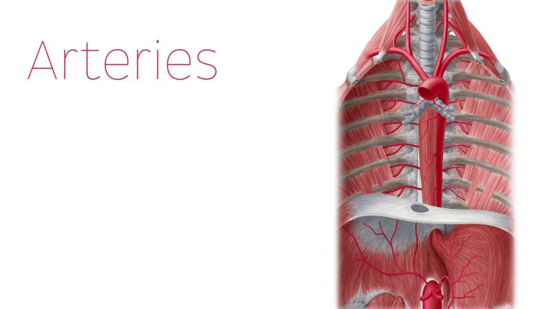 Blood supply of the esophagus