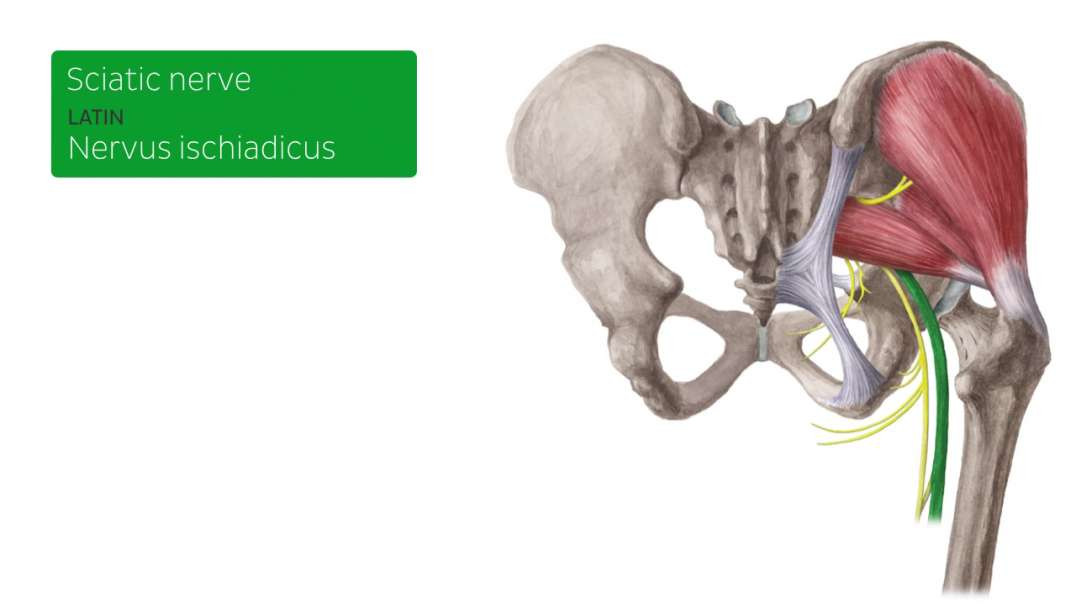 Sciatic nerve