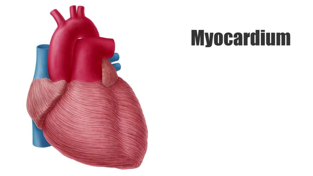 Myocardium