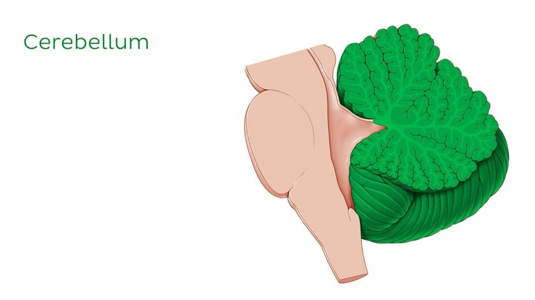 What is the nervous system