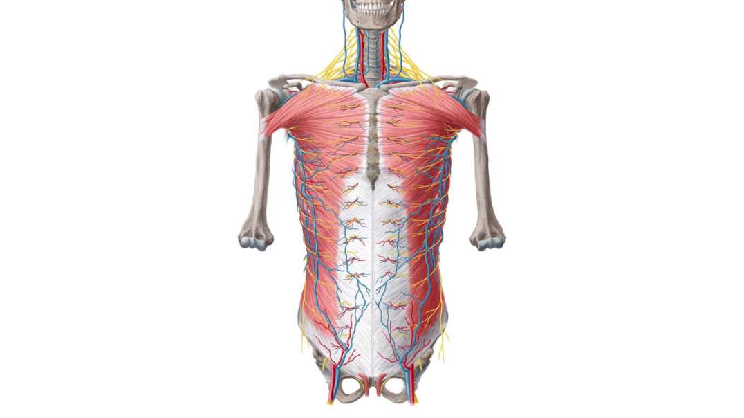 Neurovasculature of the ventral trunk