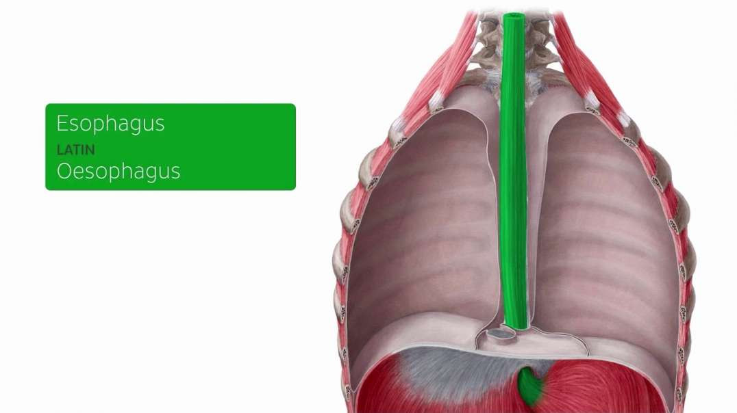 Organs of the digestive system
