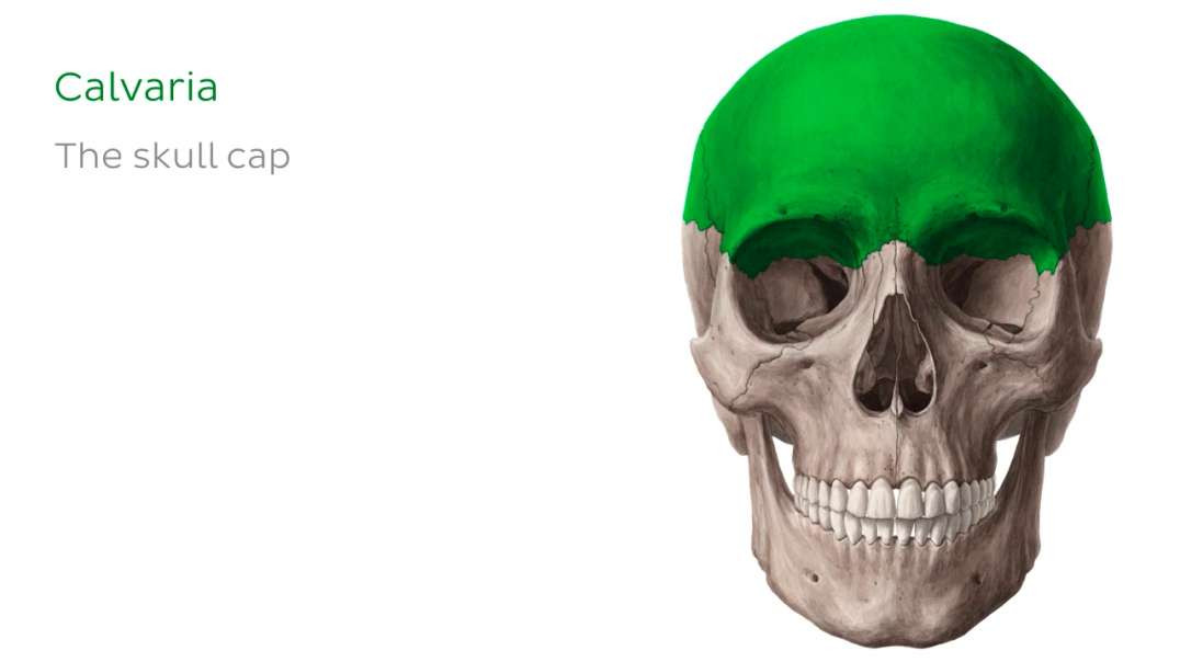 Anterior and lateral views of the Skull